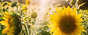 Sonnenblumen von Anette John, eine Geschichte der App StoryPlanet Deutsch Pro, Foto von Elijah Hail, mit freundlicher Genehmigung von Unsplash
