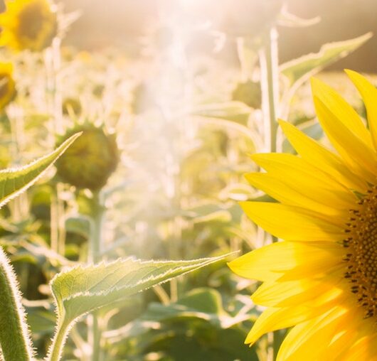 Sonnenblumen von Anette John, eine Geschichte der App StoryPlanet Deutsch Pro, Foto von Elijah Hail, mit freundlicher Genehmigung von Unsplash
