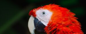 Parrot Eyes by David P. Steel, a story from the app StoryPlanet English Pro, photo by Ganapathy Kumar, courtesy of Unsplash