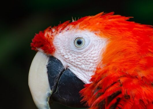 Parrot Eyes by David P. Steel, a story from the app StoryPlanet English Pro, photo by Ganapathy Kumar, courtesy of Unsplash