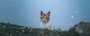 Die Katzenprinzessin Abraxa von Anette John, eine Geschichte der App StoryPlanet Deutsch Pro, Foto von Malek Dridi, mit freundlicher Genehmigung von Unsplash